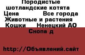 Породистые шотландские котята. › Цена ­ 5 000 - Все города Животные и растения » Кошки   . Ненецкий АО,Снопа д.